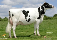 CARTHE ISY - Prim'Holstein